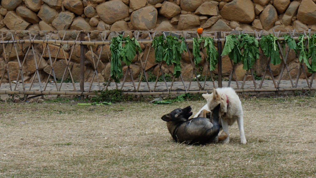 恣意玩耍的一对小狗